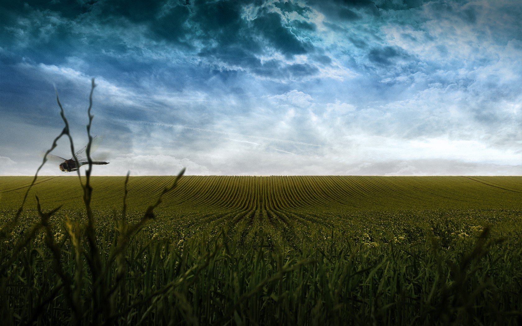 the field clouds dragonfly