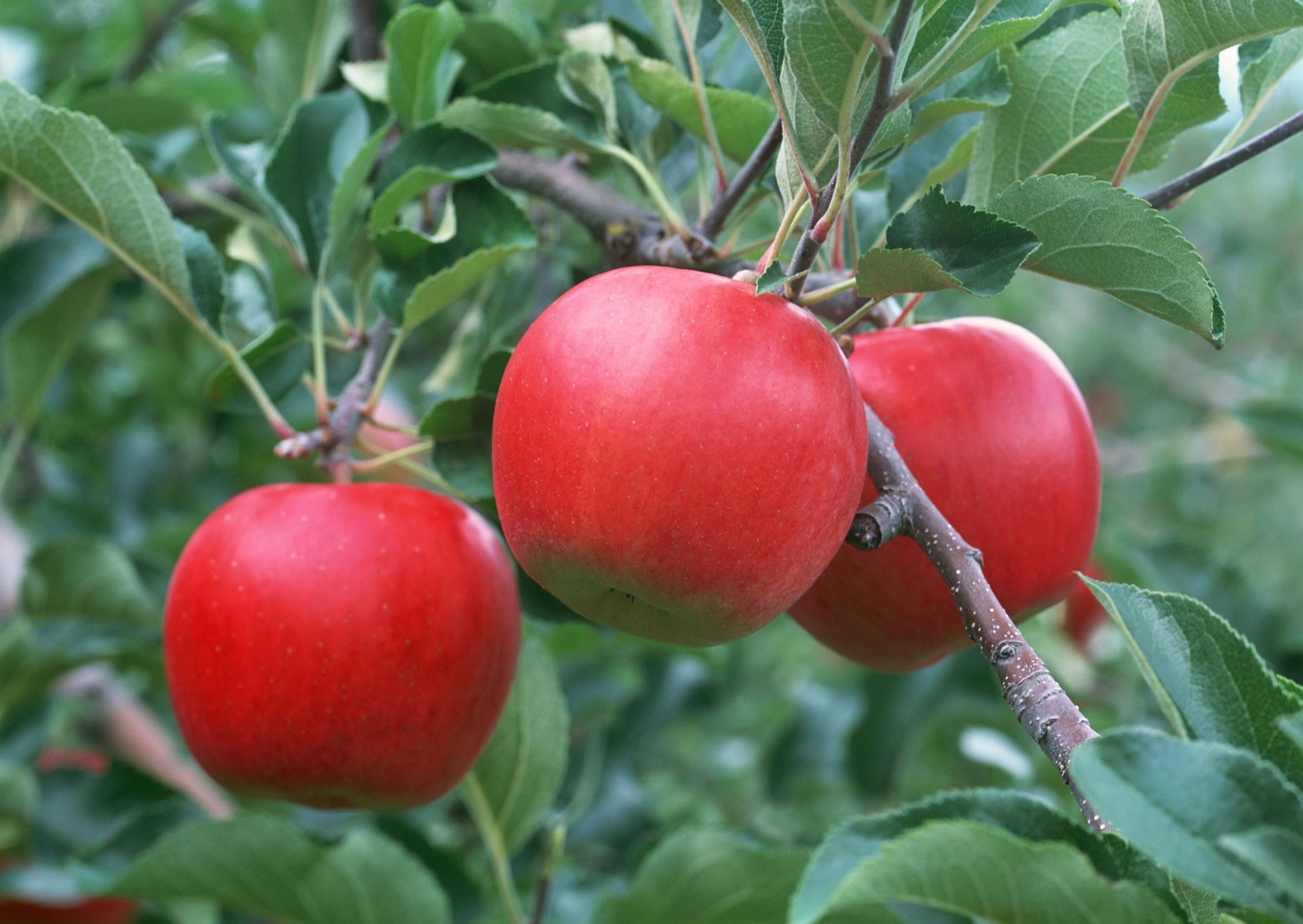 apfel blatt zweig