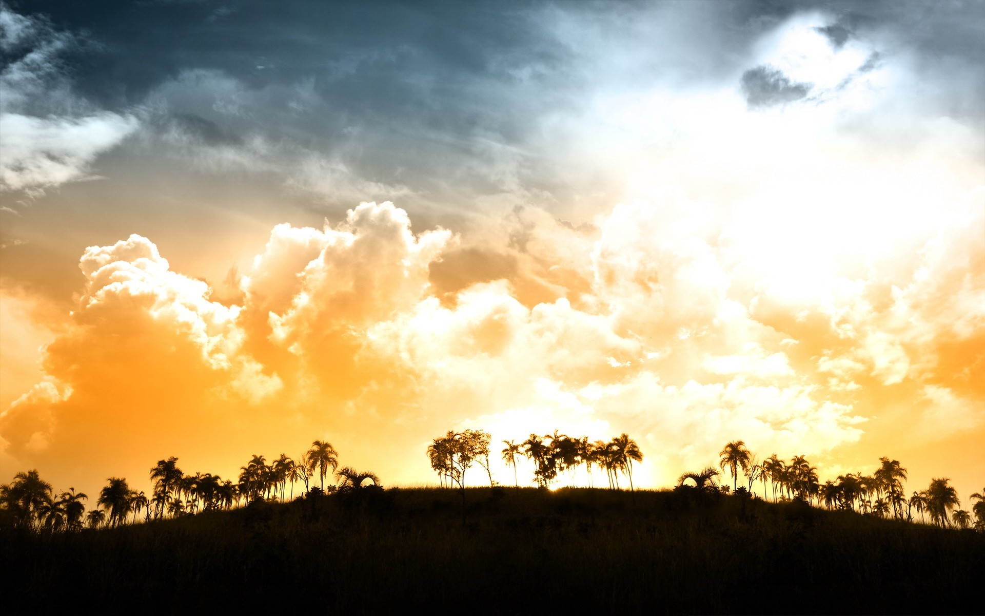 clouds palm light sunset