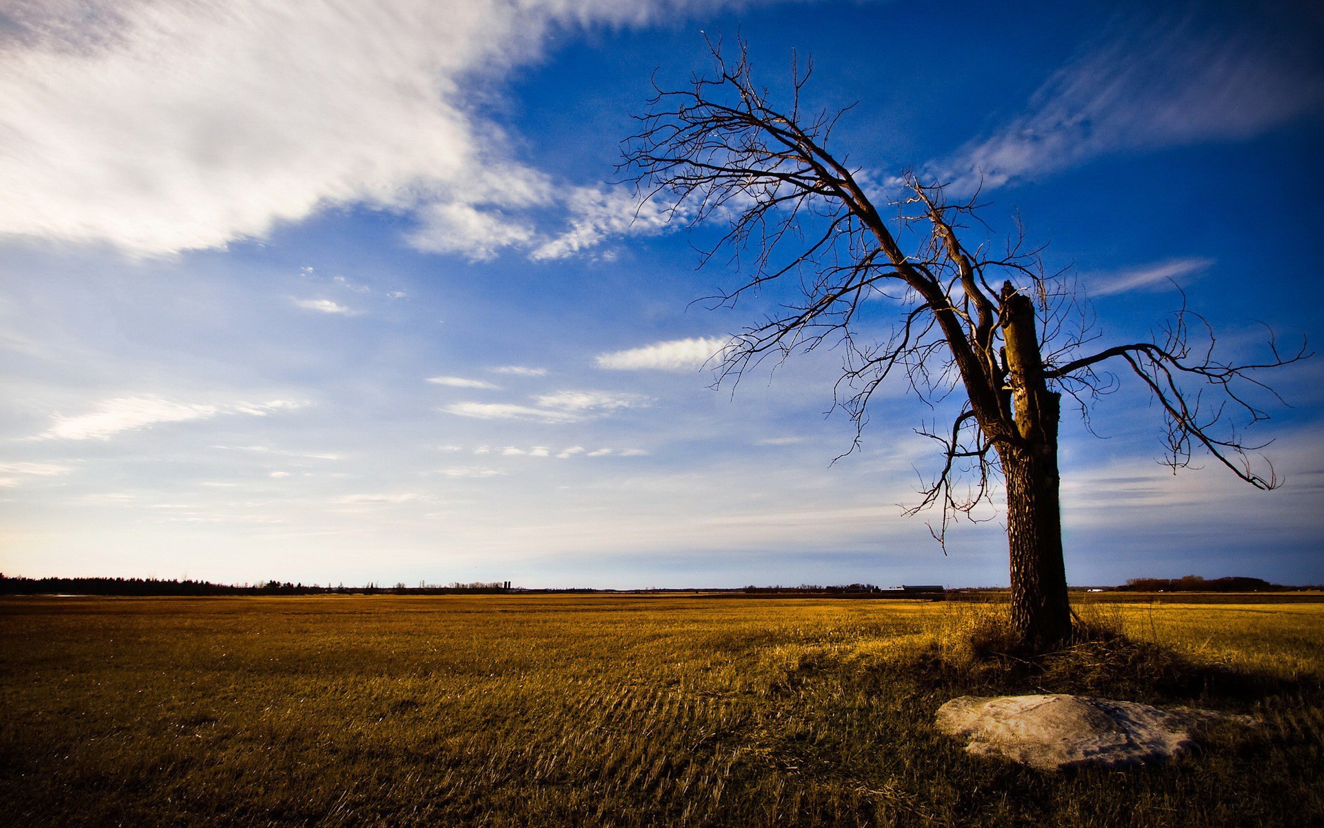 campo albero cielo nuvole