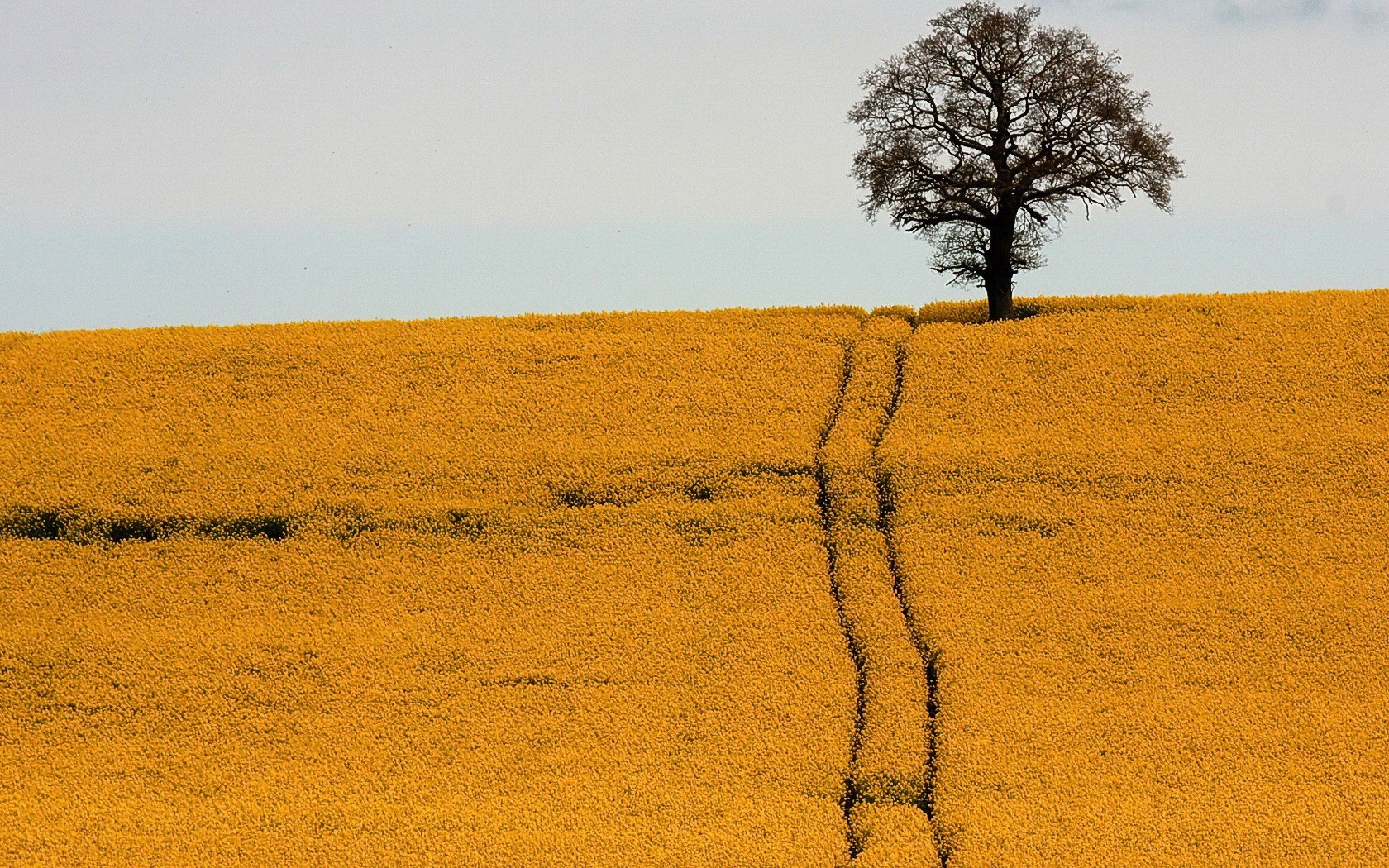 champ route arbre