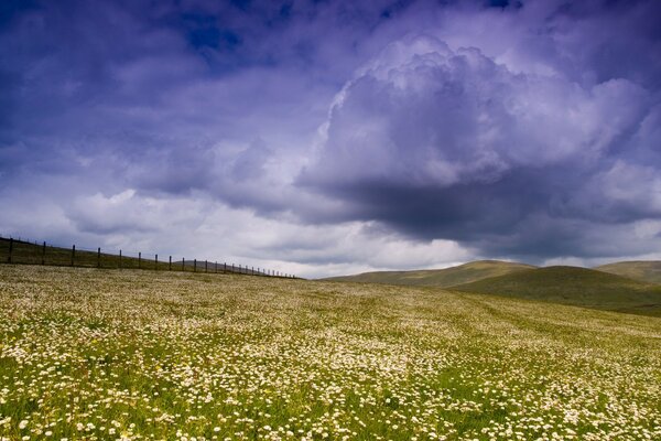 The extraordinary sky , the smell of flowers cover the whole field