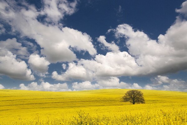 Albero solitario in campo giallo sotto le nuvole