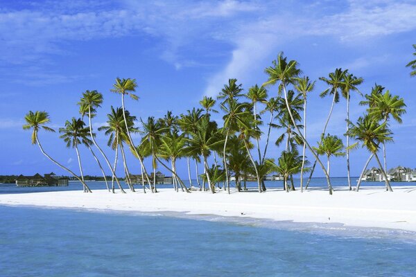 Sandy beach with palm trees on the island