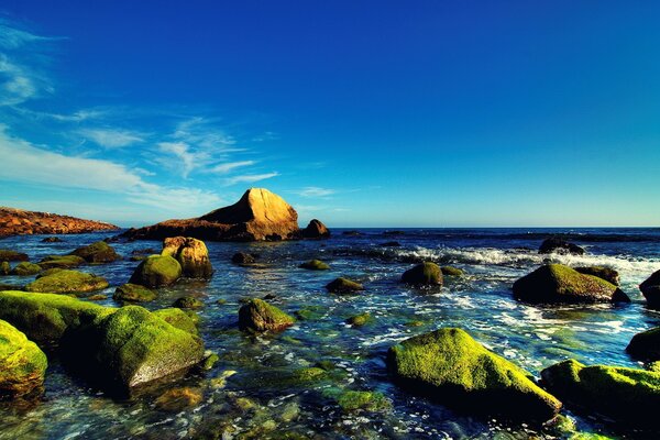 Piedras marinas cubiertas de algas