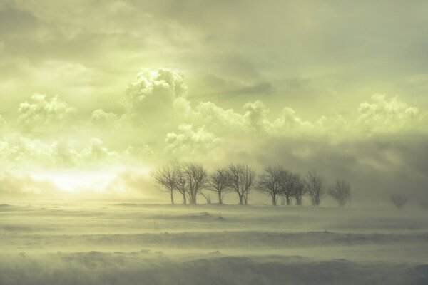 Trees stand in the wind in a snowstorm