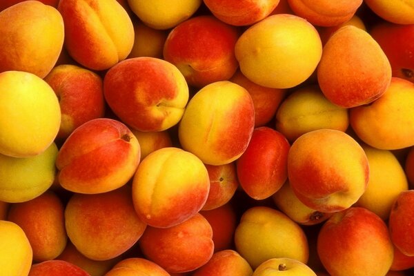 A lot of apricots are lying together