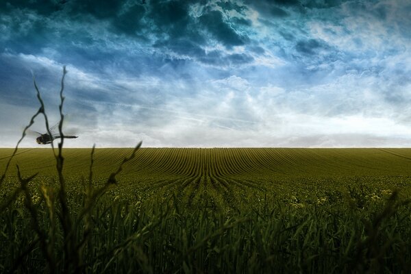 Libélula voladora sobre el campo, una hermosa nube