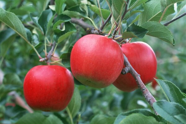 Varietà di mele rosse su un ramo