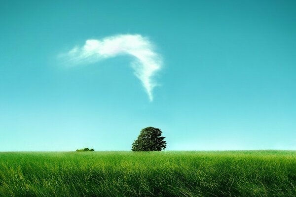 Einsamer Baum mit einem Feld unter den Wolken