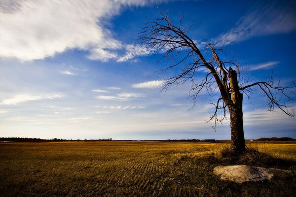 A tree in a field against the sky and clouds