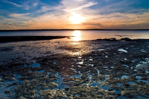 Algues laissées sur le rivage après marée basse