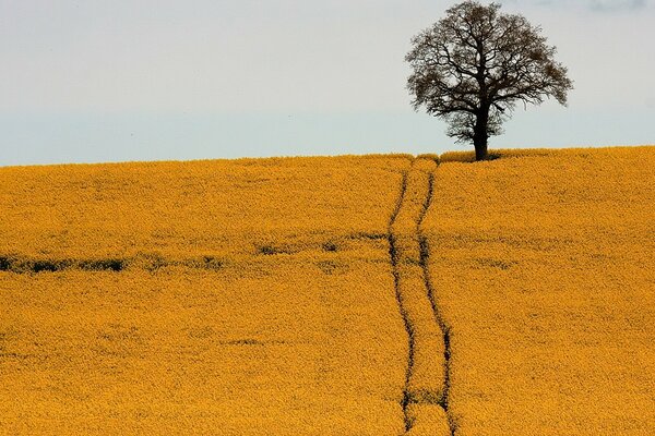 Straße in einem gelben Feld mit einem einsamen Baum