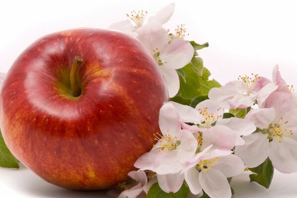 Roter Apfel mit rosa Blüten