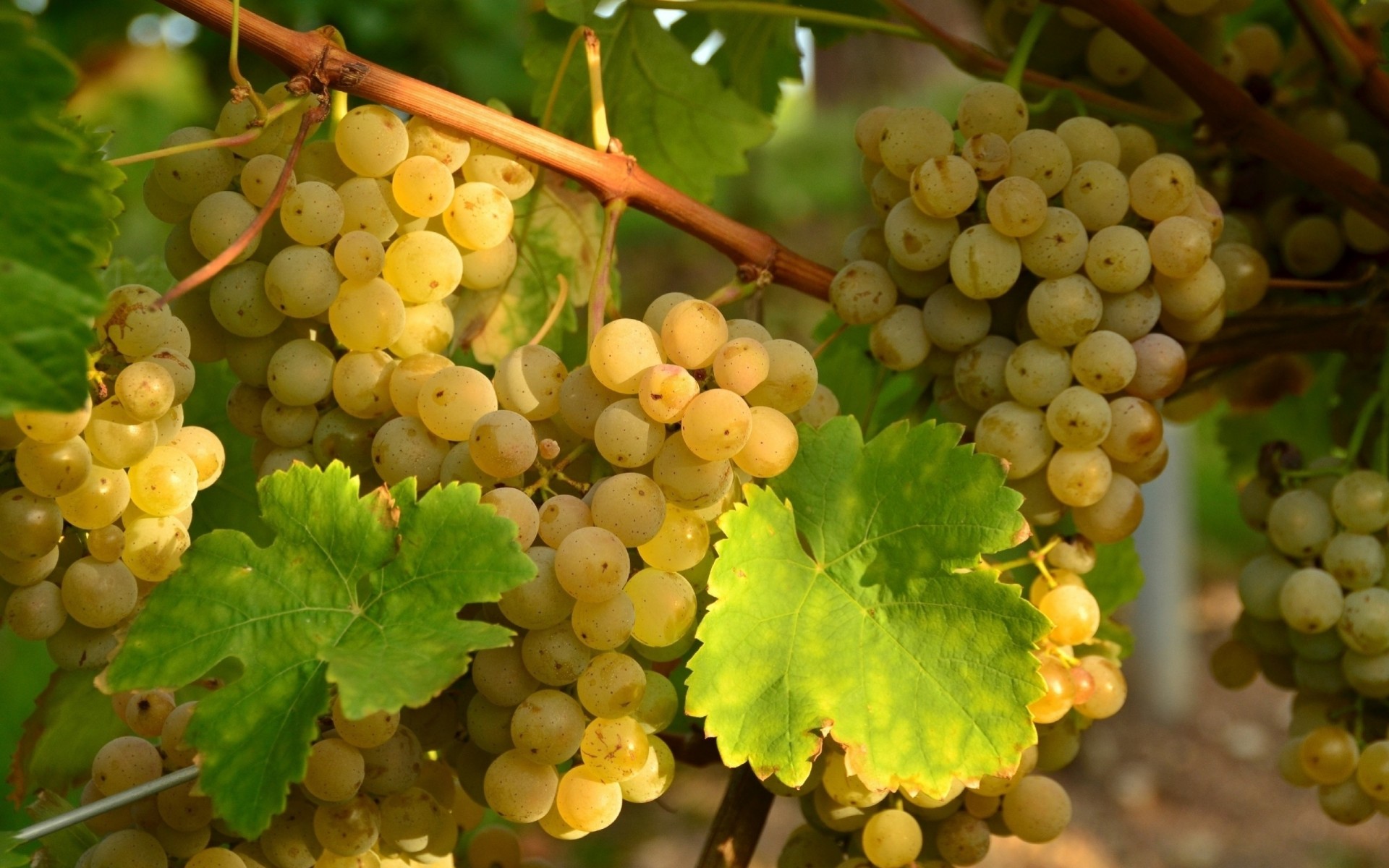 uvas otoño maduro rama