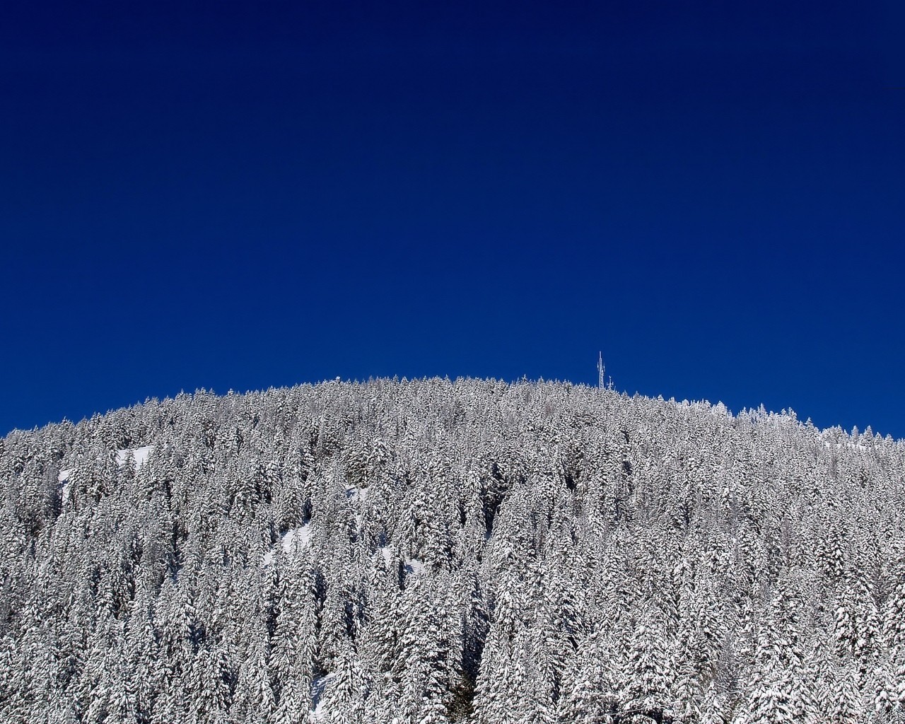 blue tree winter snow