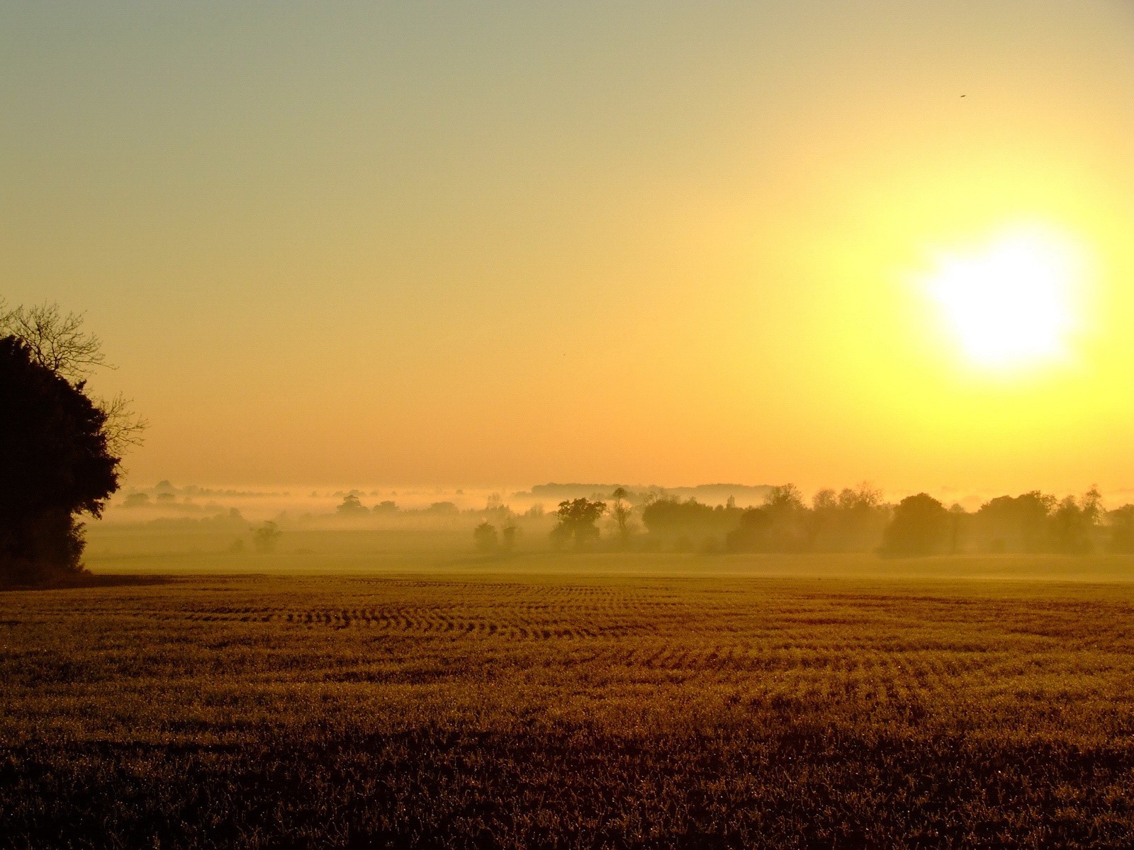 the field fog sun