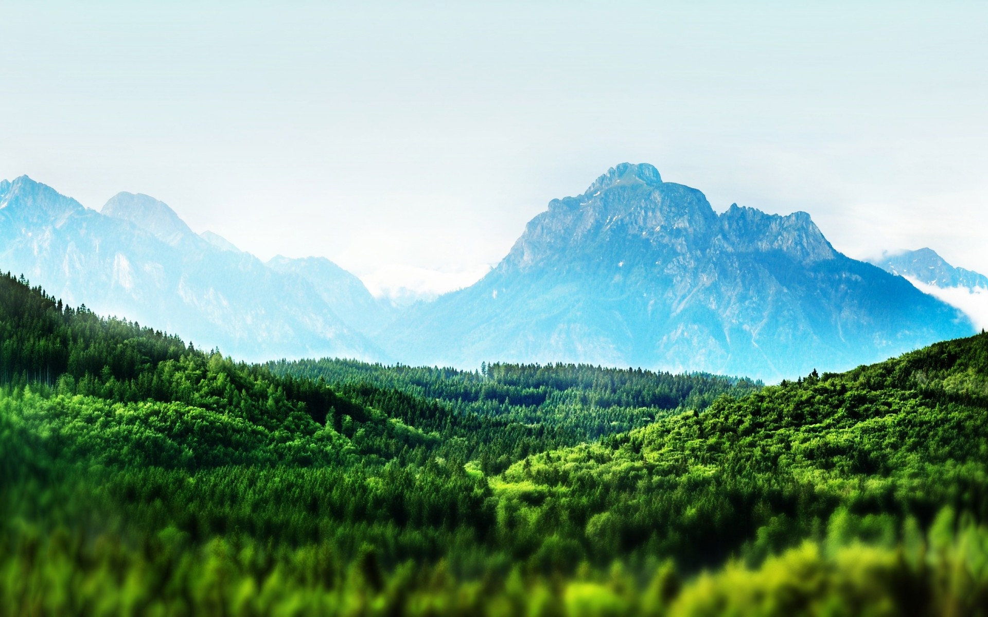 mountain forest tree