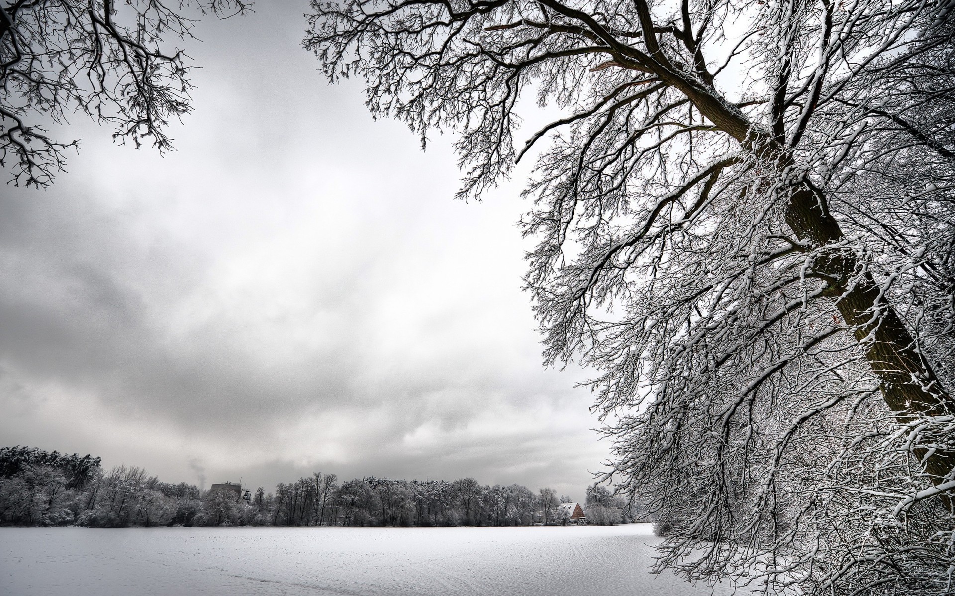 invierno nieve blanco árboles