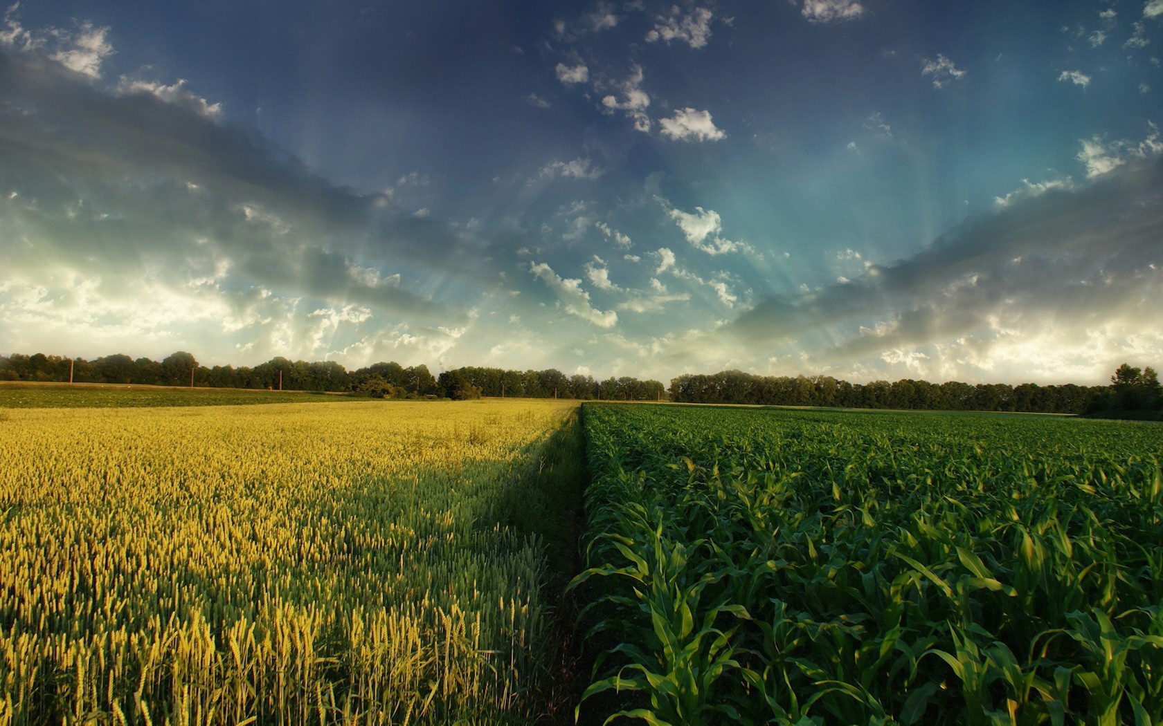 feld wolken himmel