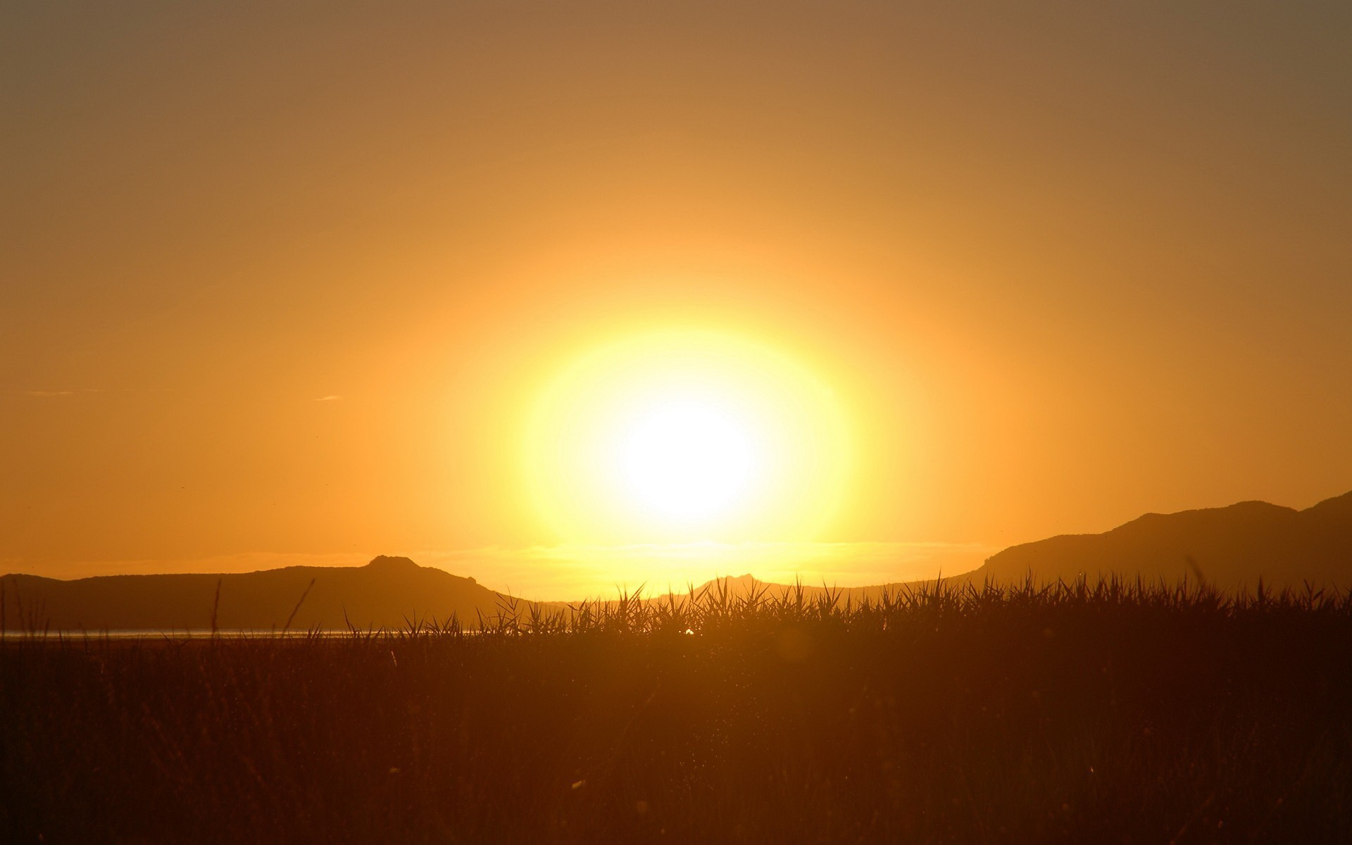 soleil herbe coucher de soleil