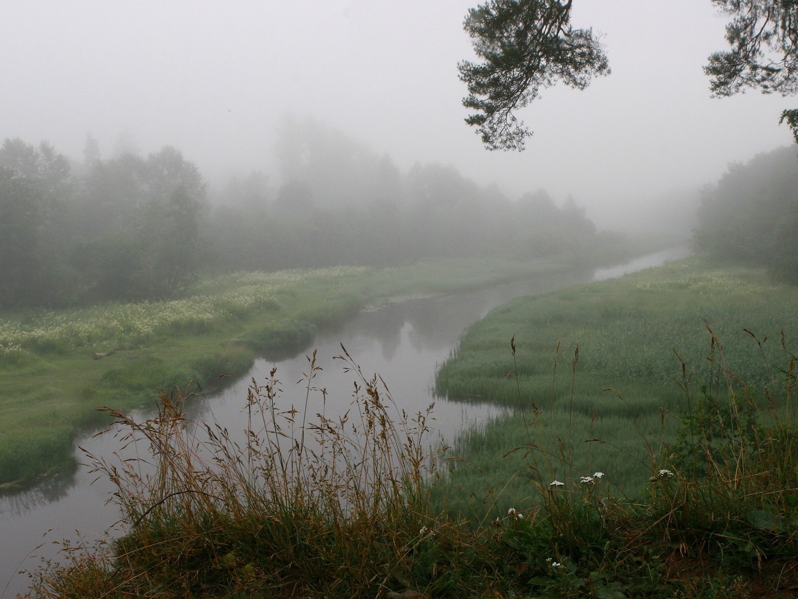 nebel fluss gras