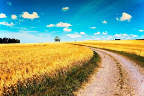 Cielo azul, campos de espigas de oro y camino