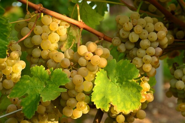 Ripe beautiful vine of grapes