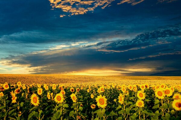 Schöne Sonnenblumen , schöne Wolke