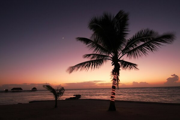 Sonnenuntergang am Meer auf einer Palme