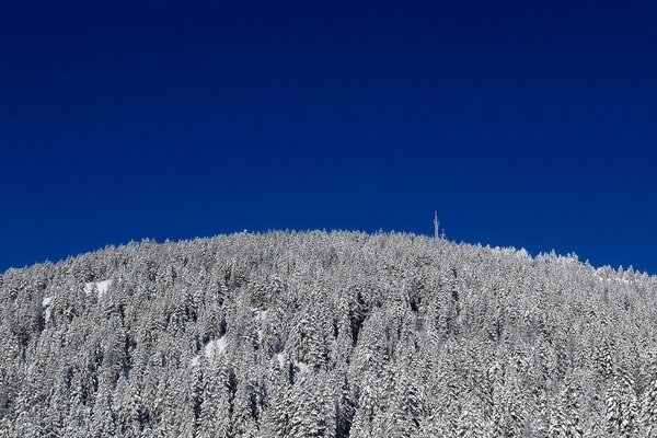 Hermosos árboles de invierno nevados