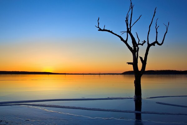 Árboles secos lago de hielo