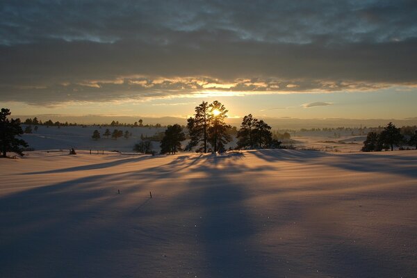 Arbres enneigés au coucher du soleil en hiver