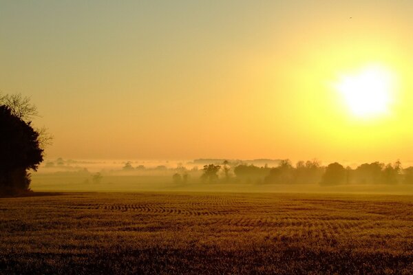 A field illuminated by the sun at dawn