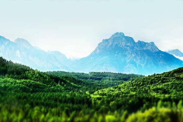 Árboles verdes bajo altas montañas