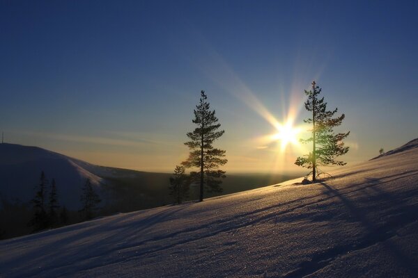 Lumière du soleil d hiver en raison de l épinette