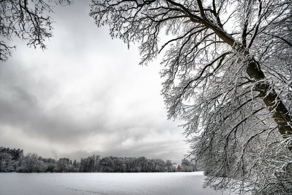 Snow trees and a white snow glade