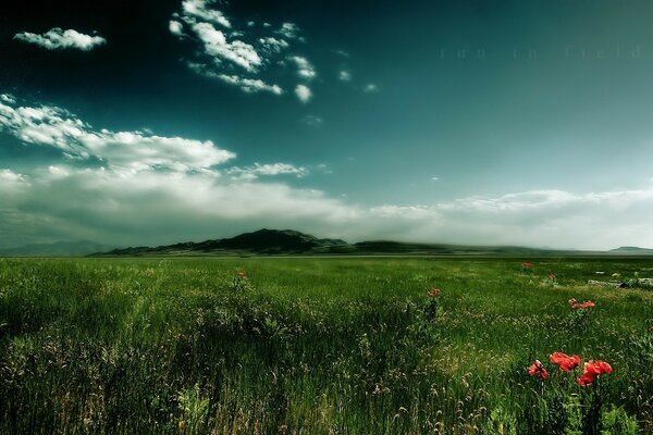 A beautiful field with herbs, a beautiful field with a mountain