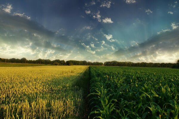 Ein gelbes und grünes Feld, das den Horizont verlässt