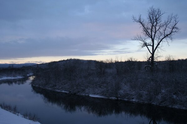 A lonely tree on the river bank