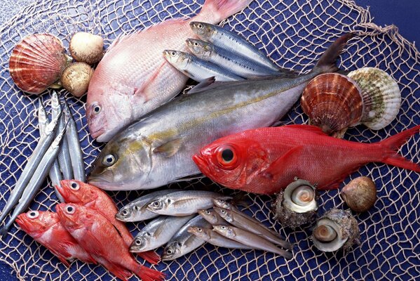 Variedad de pescados y mariscos en su mesa