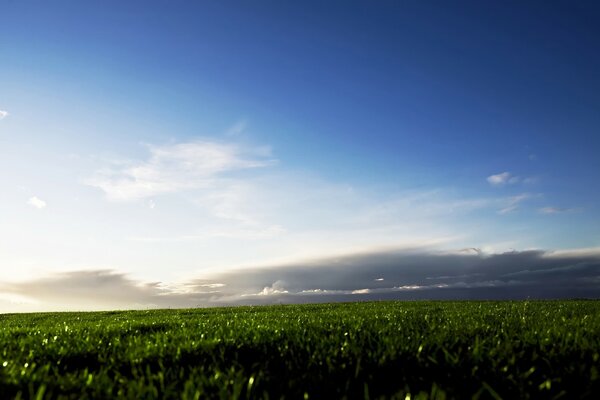 Champ vert avec ciel bleu et plumes de nuages