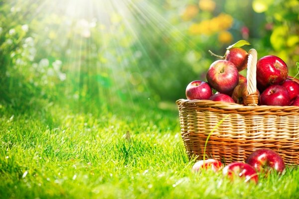 Panier de pique-nique avec pommes herbe