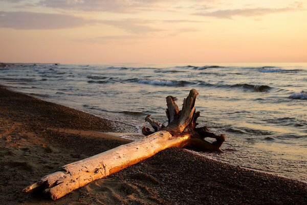 Madera flotante en la orilla del río Sunset Sky