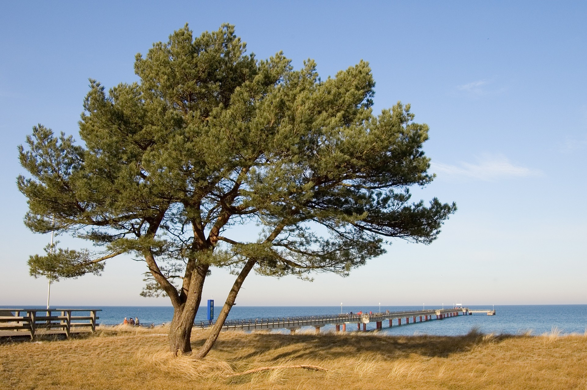 tree pier sea