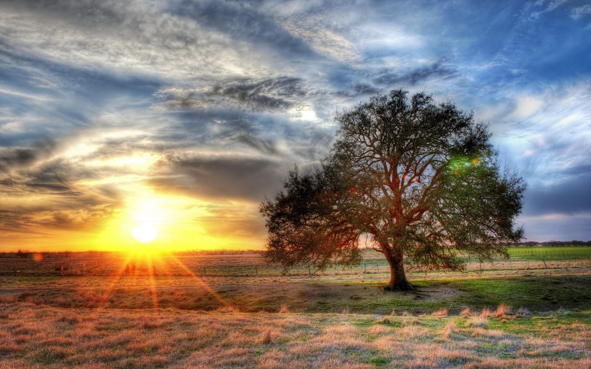 soleil arbre champ hdr