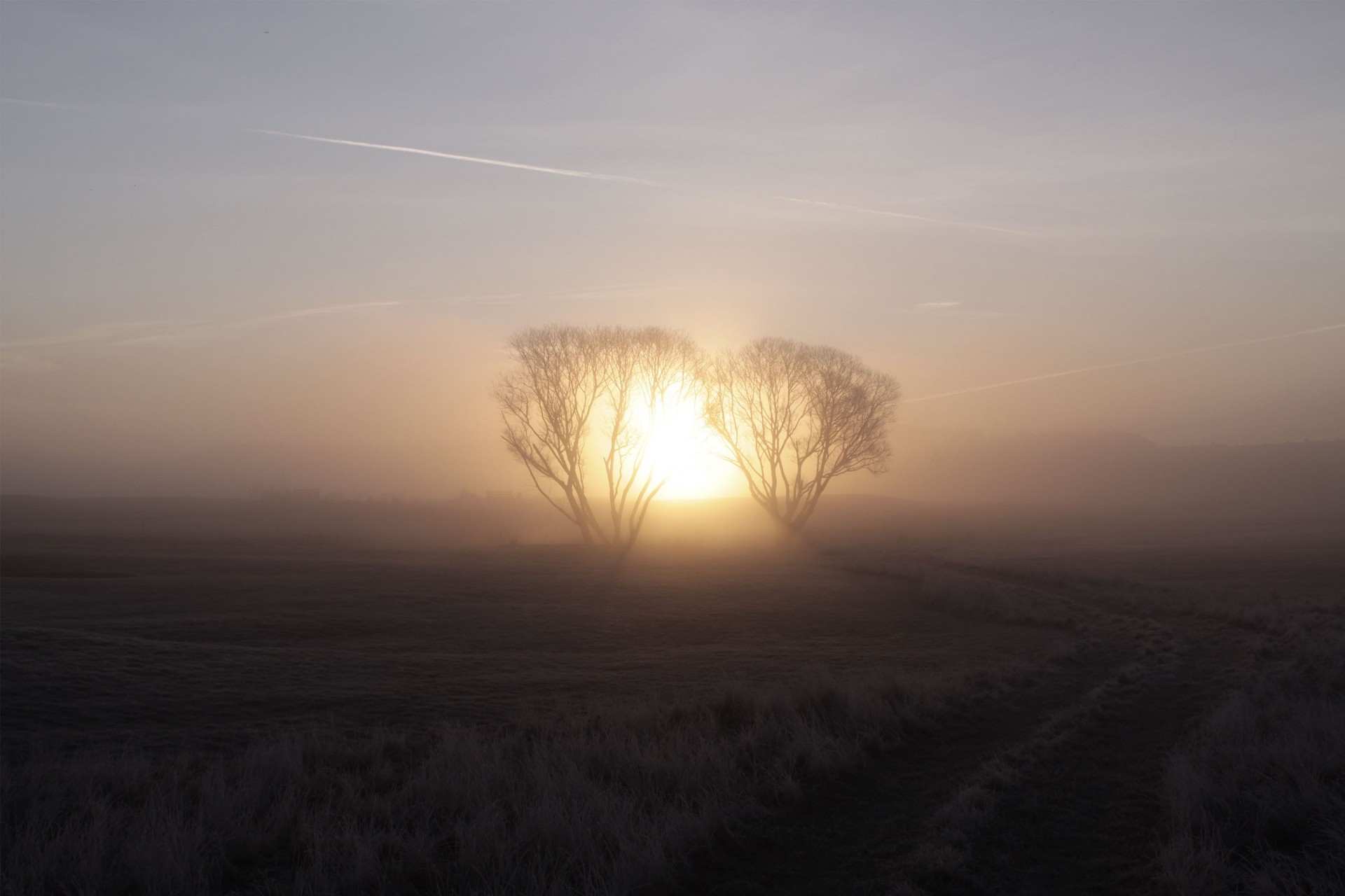 lever du soleil brouillard soleil arbre