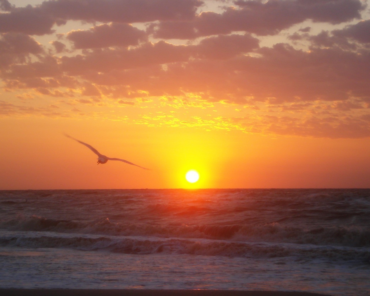 mer lever du soleil mouette soleil vagues