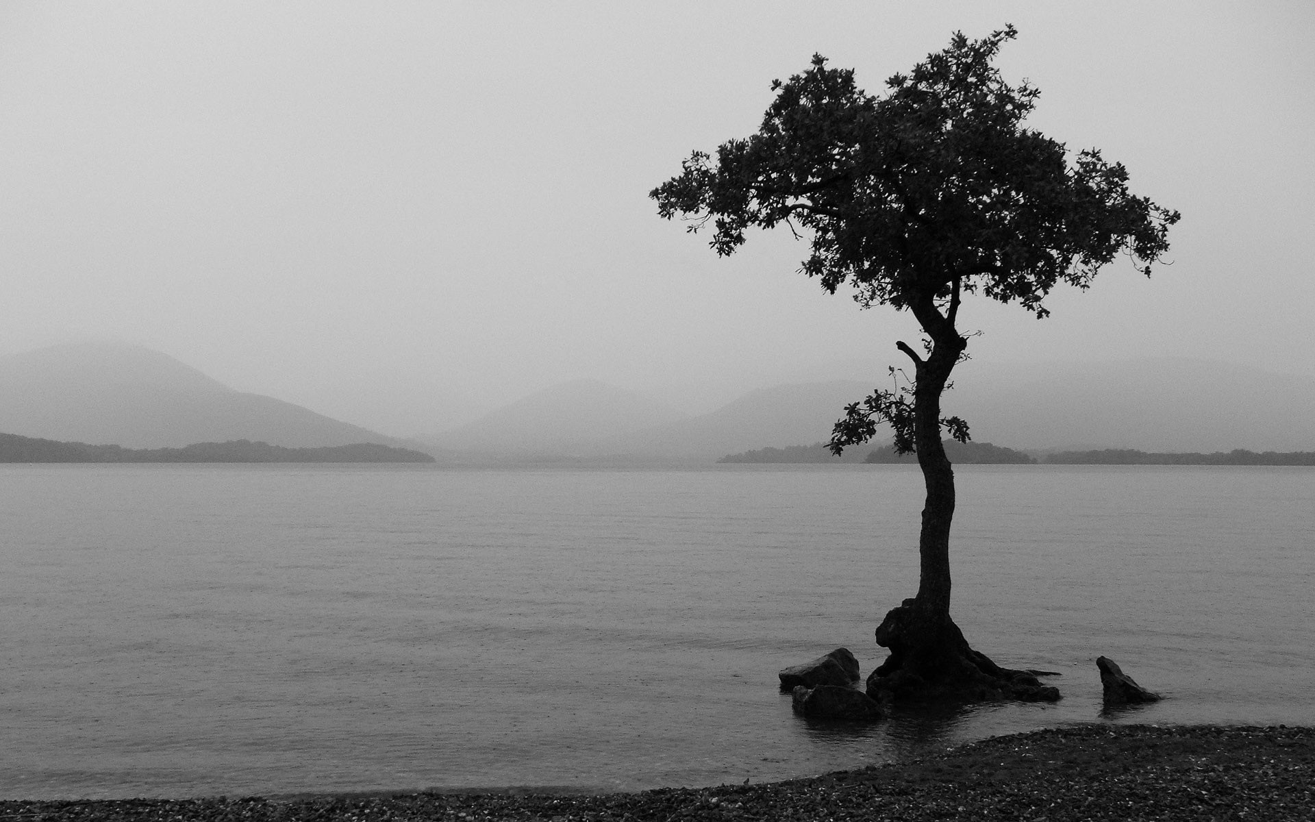 blanco y negro lago madera