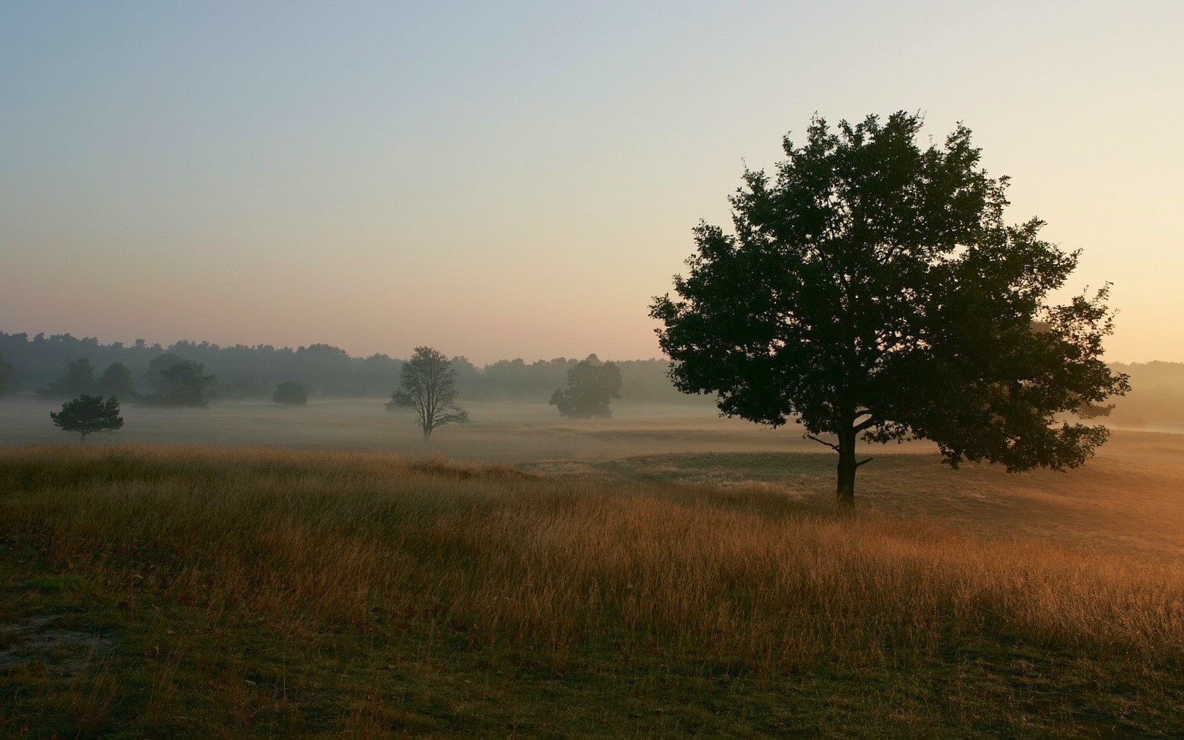 alberi nebbia campo